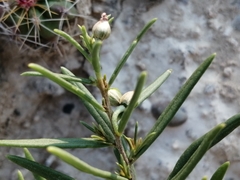 Magnoliopsida