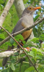Turdus tephronotus