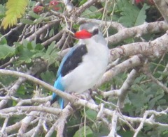 Halcyon senegaloides