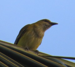 Oriolus auratus