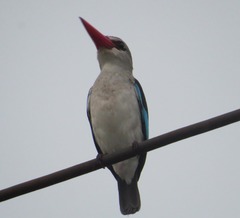 Halcyon senegaloides