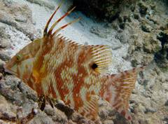 Lachnolaimus maximus