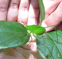 Debrona cervina