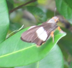 Coeliades forestan forestan