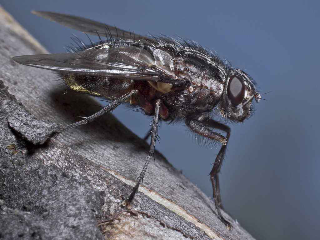 Rutilotrixa
