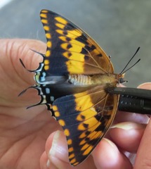 Charaxes saturnus saturnus