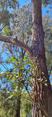 Eucalyptus robusta