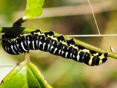 Fodina ostorius