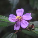 Melastoma malabathricum - Photo (c) ziki,  זכויות יוצרים חלקיות (CC BY-NC), uploaded by ziki