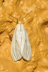 Spilosoma pelopea