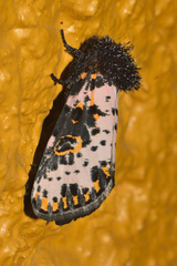 Xanthopastis moctezuma