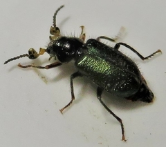 Collops hirtellus