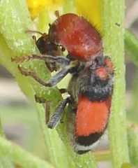 Enoclerus coccineus