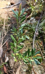 Phyllanthus hirtellus