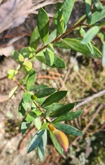 Phyllanthus hirtellus