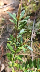 Phyllanthus hirtellus