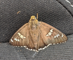 Apyrrothrix