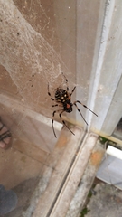 Nephilingis cruentata