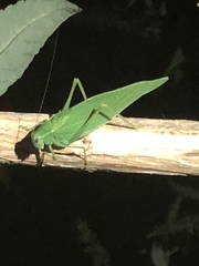 Microcentrum rhombifolium