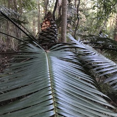 Lepidozamia peroffskyana