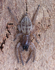 Clubiona robusta