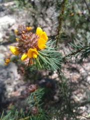 Pultenaea stipularis