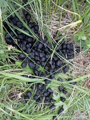 Cervus canadensis canadensis