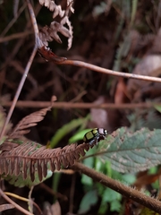Omophoita octoguttata