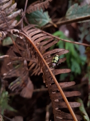 Omophoita octoguttata