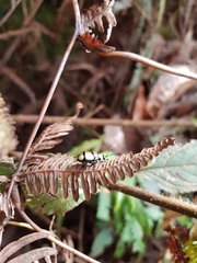 Omophoita octoguttata