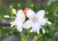 Phebalium tuberculosum