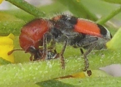 Enoclerus coccineus