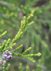 Phebalium tuberculosum