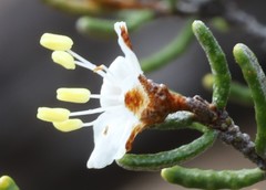 Phebalium tuberculosum