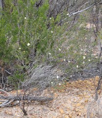 Phebalium tuberculosum