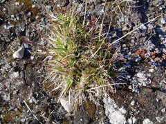 Deschampsia alpina