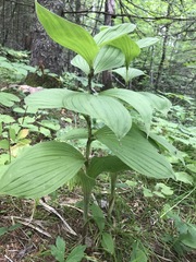 Cypripedium reginae
