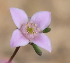 Boronia inornata
