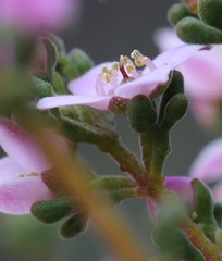 Boronia inornata