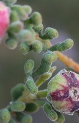 Boronia inornata