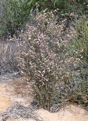 Boronia inornata