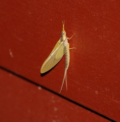 Pentagenia vittigera