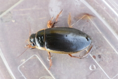 Dytiscus circumcinctus