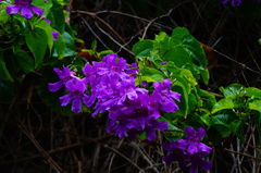 Amphilophium