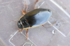 Dytiscus circumcinctus