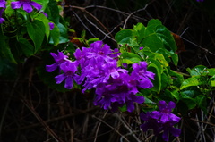 Amphilophium