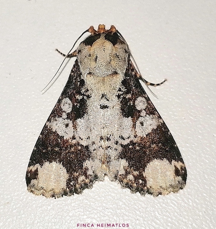 Condica mimica