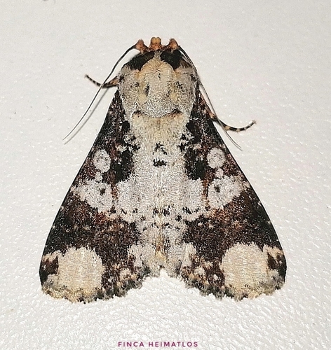 Condica mimica