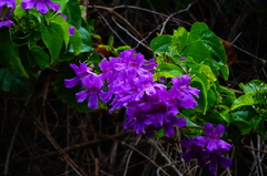 Amphilophium