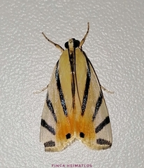 Dichogama prognealis